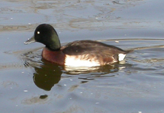 Baer's Pochard